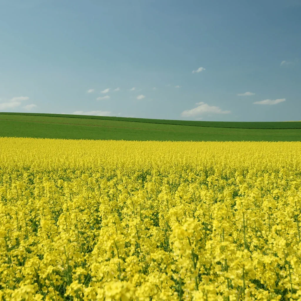 zöldtrágya vetőmag