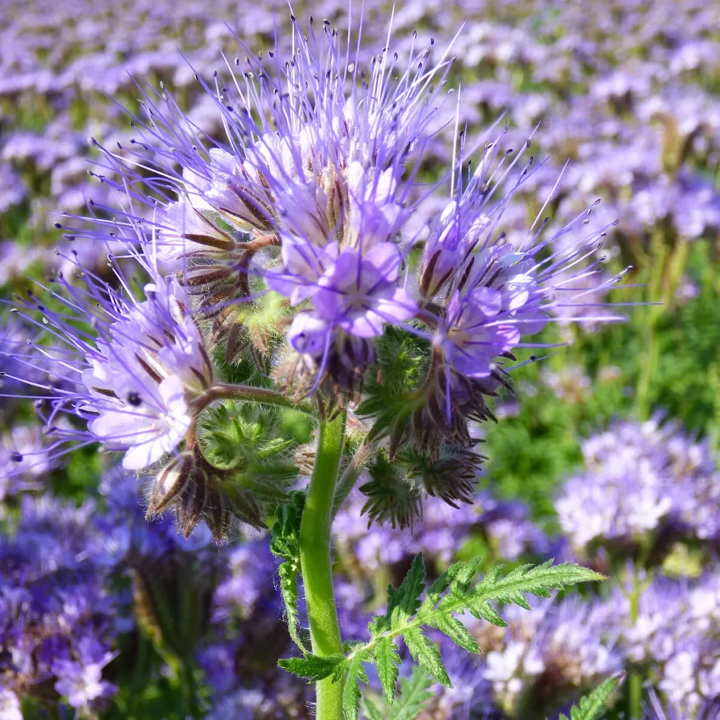 AKG zöldítés, facelia