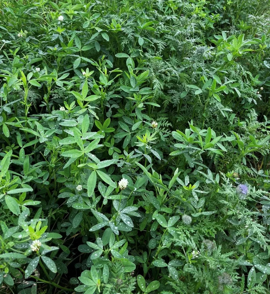 Hatékony zöldtrágyázás az elő és utóvetemények szempontjából