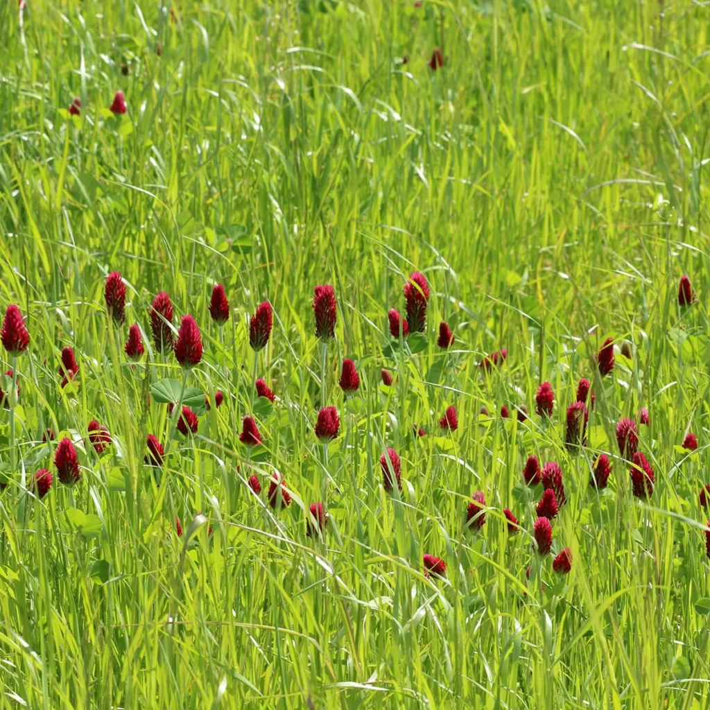 A zöldtrágya szerepe a fenntartható mezőgazdaságban