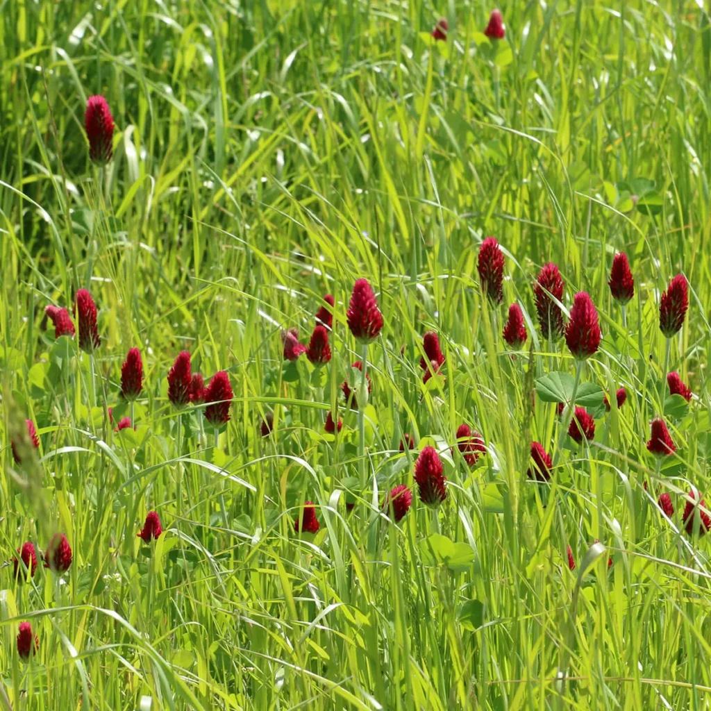 Takarónövények hatása a talaj egészségére