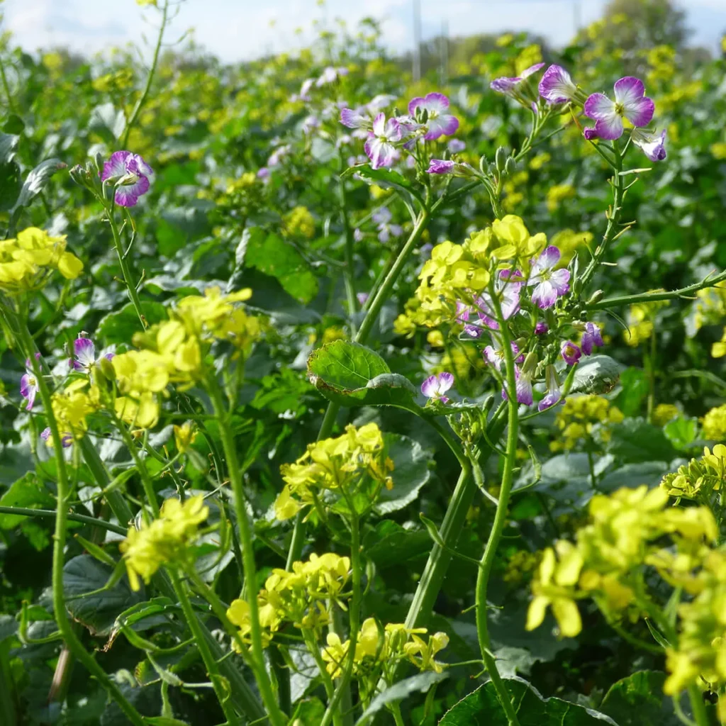 Zöldítés 2025: Mik a legfrissebb szabályok és lehetőségek?